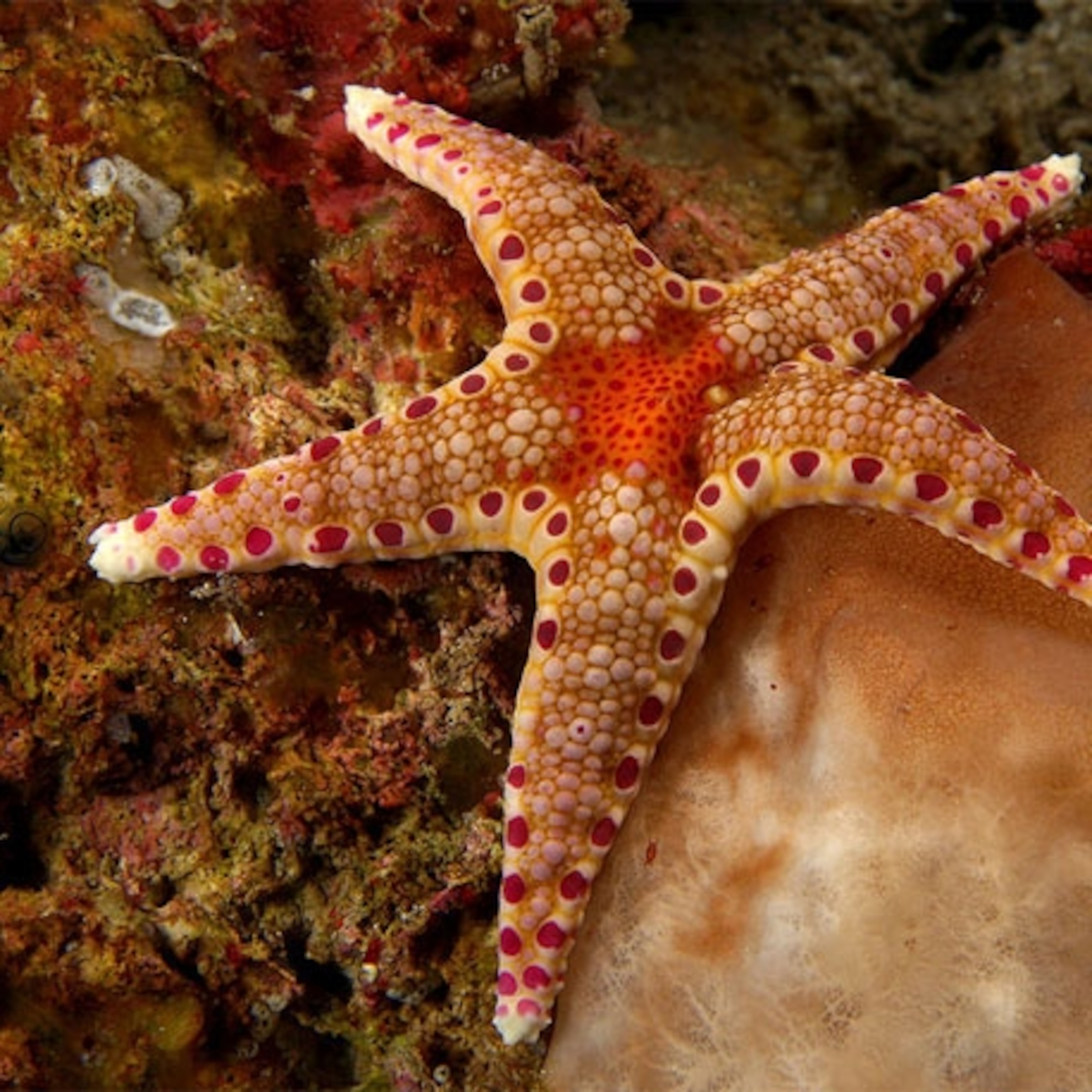Detail Images Of Starfish Nomer 32