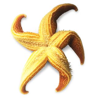 Detail Images Of Starfish Nomer 50
