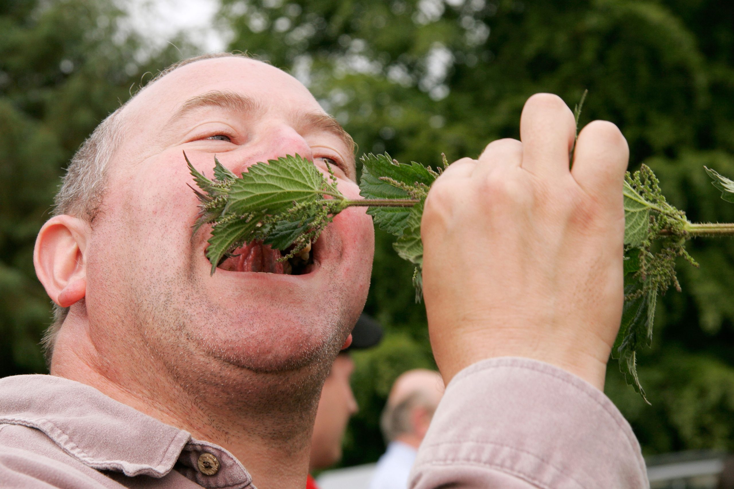 Detail Images Of Stinging Nettles Nomer 19