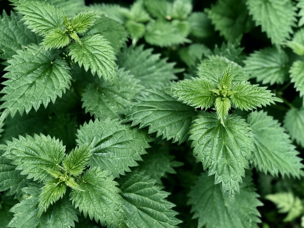 Detail Images Of Stinging Nettles Nomer 21