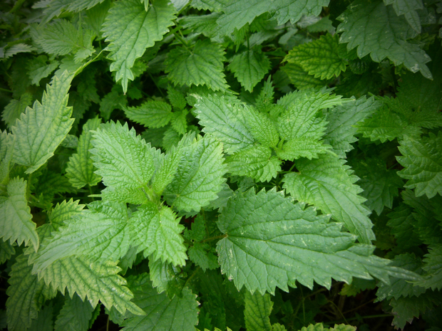 Detail Images Of Stinging Nettles Nomer 27