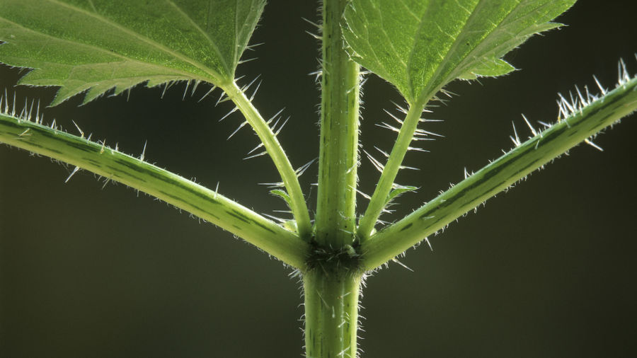 Detail Images Of Stinging Nettles Nomer 36