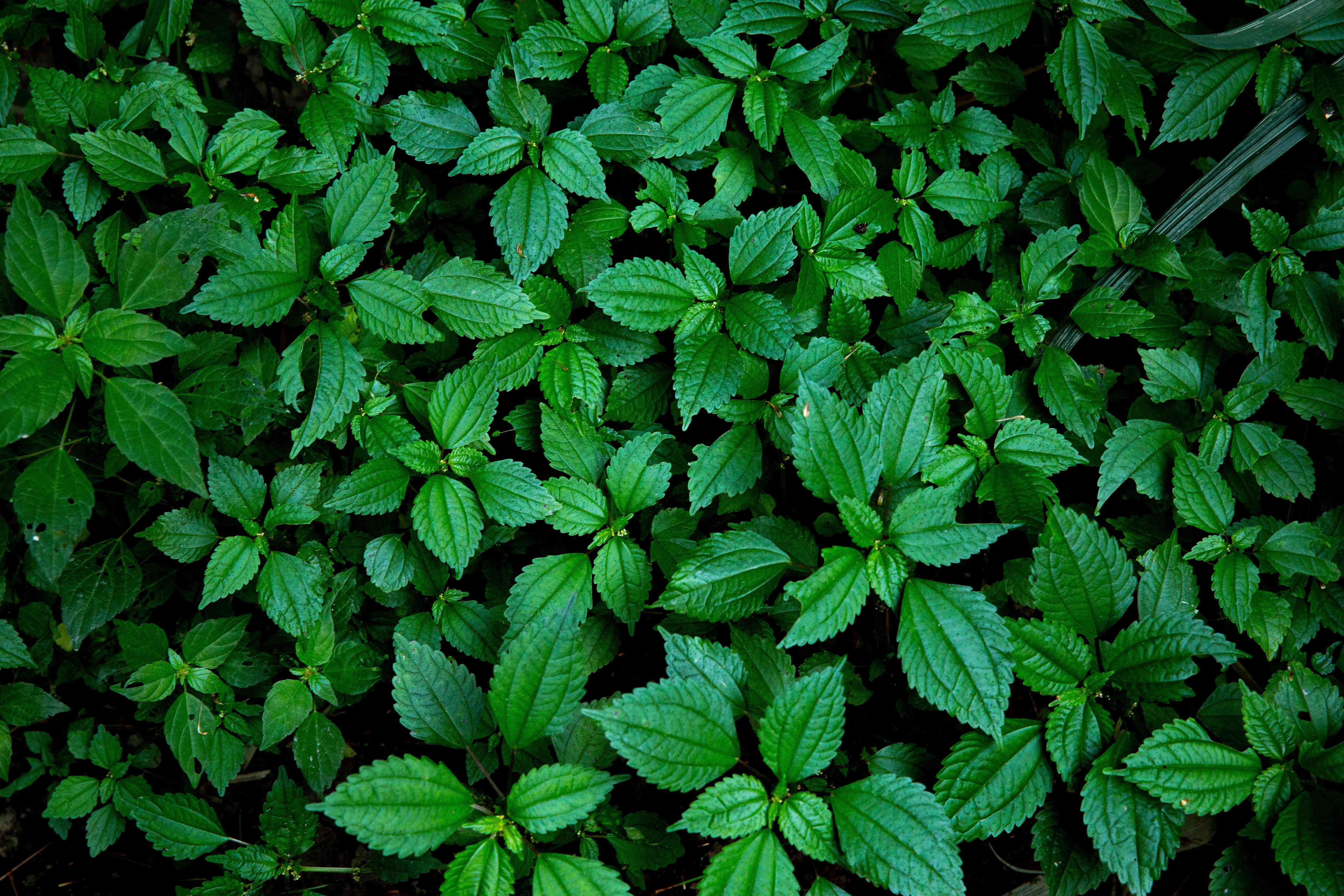 Detail Images Of Stinging Nettles Nomer 45