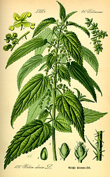 Detail Images Of Stinging Nettles Nomer 46