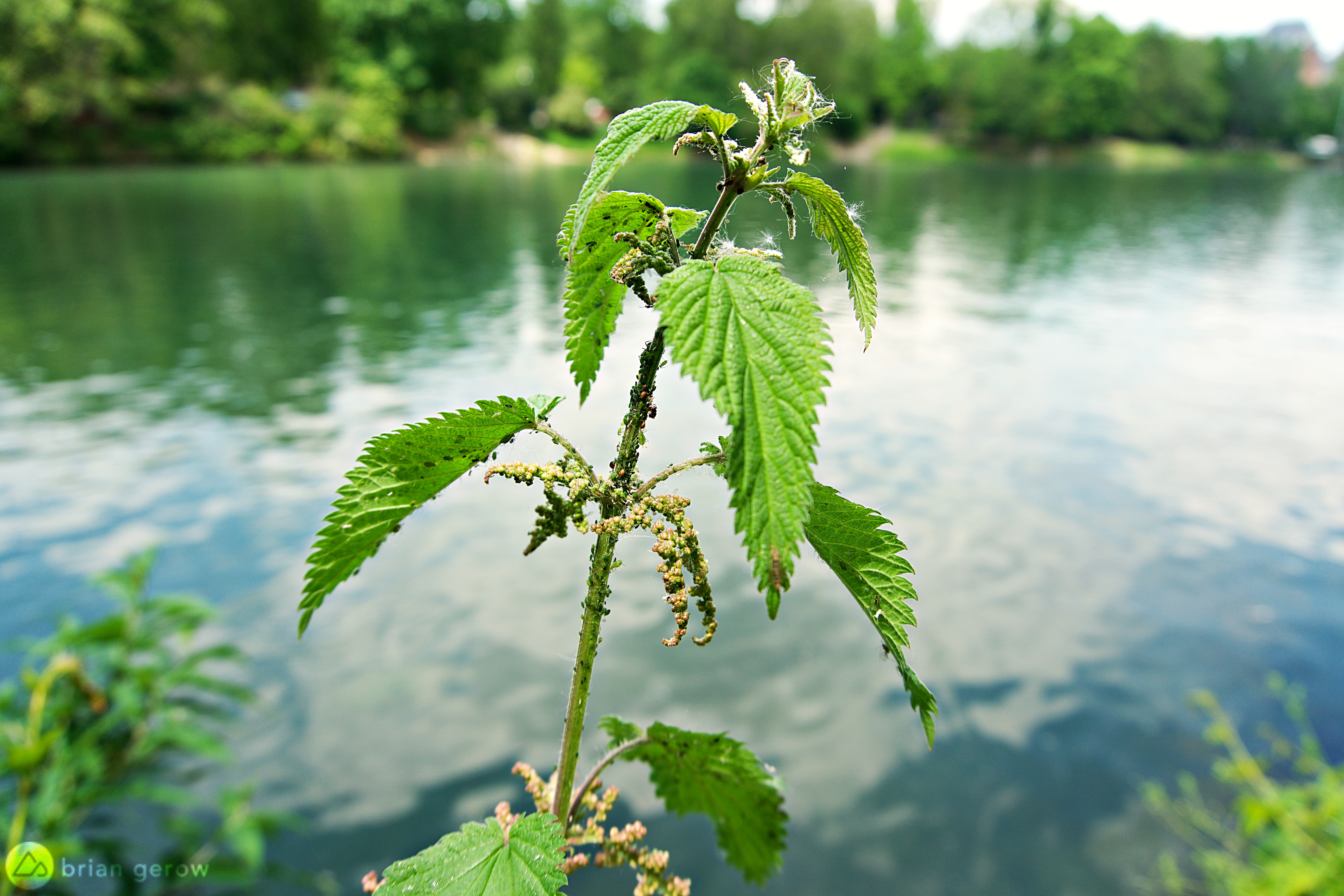 Detail Images Of Stinging Nettles Nomer 49