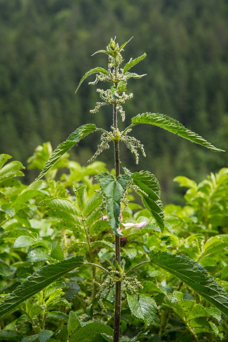 Detail Images Of Stinging Nettles Nomer 54