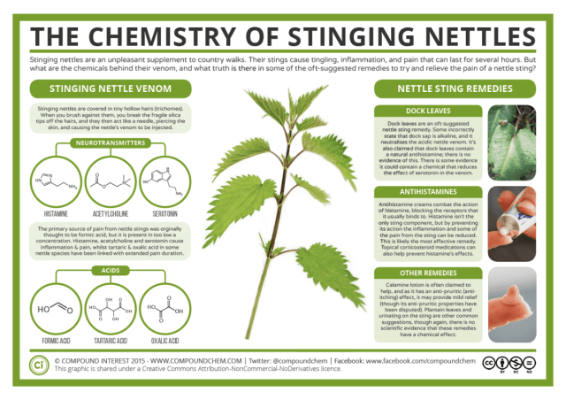 Detail Images Of Stinging Nettles Nomer 7