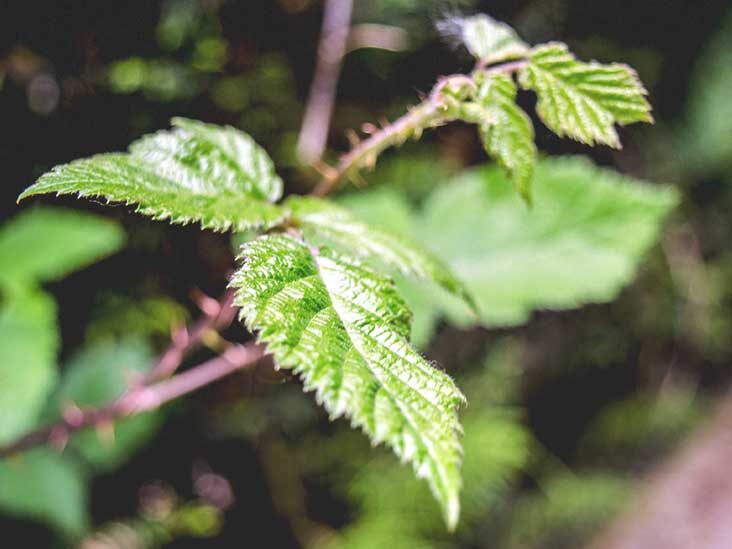 Detail Images Of Stinging Nettles Nomer 10