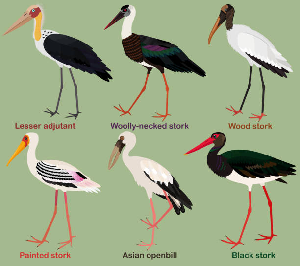 Detail Images Of Stork Nomer 11