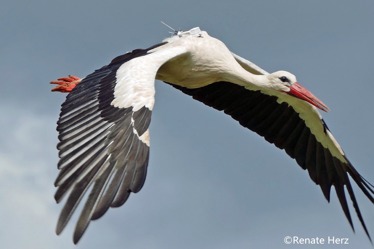 Detail Images Of Stork Nomer 14