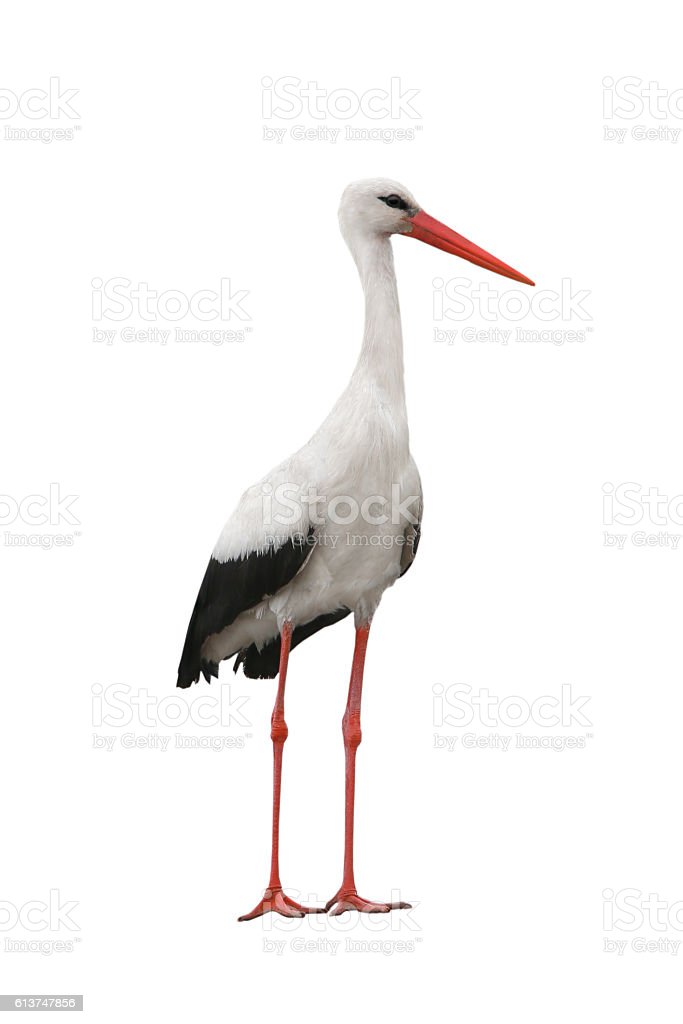 Detail Images Of Stork Nomer 22