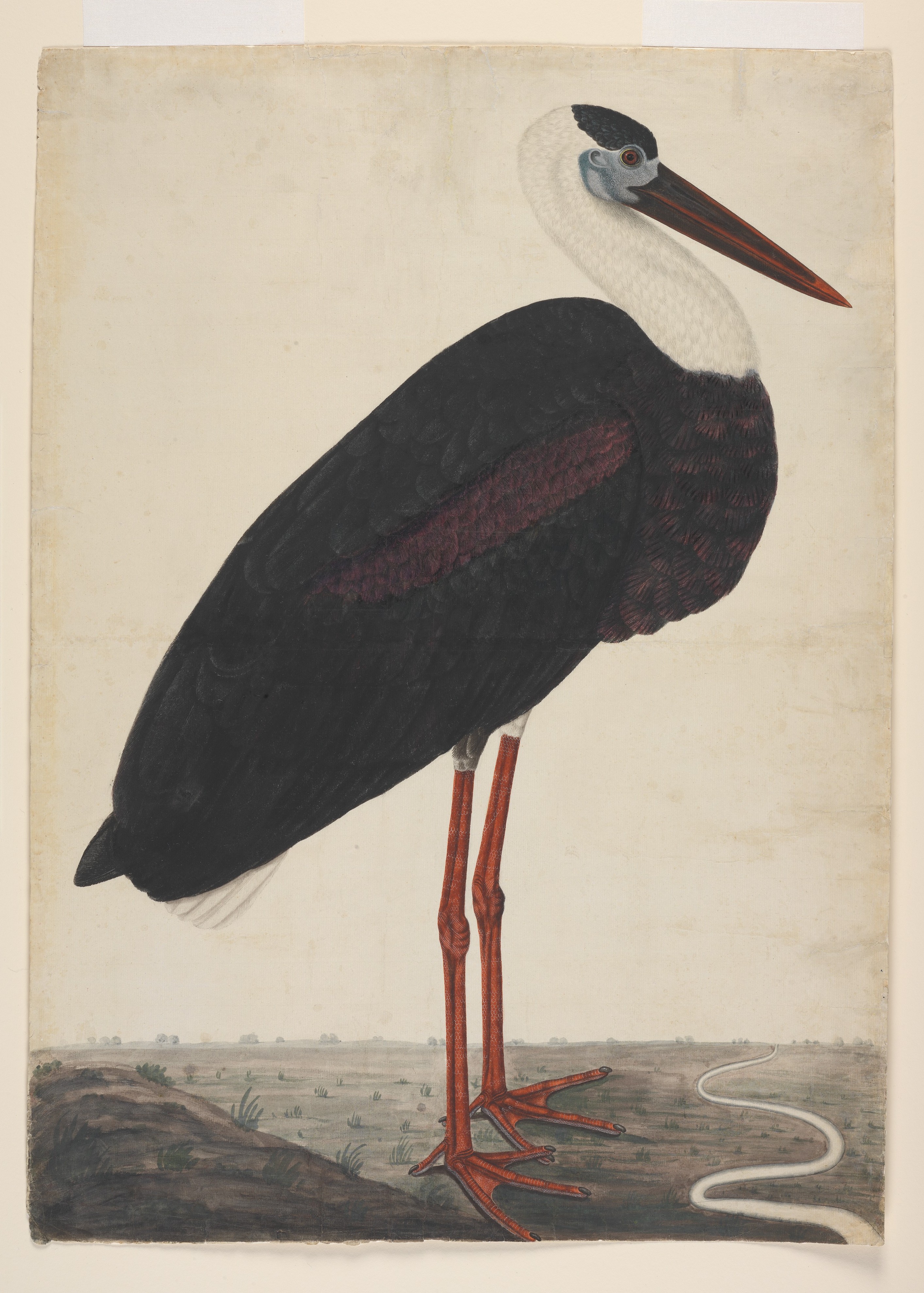 Detail Images Of Stork Nomer 31