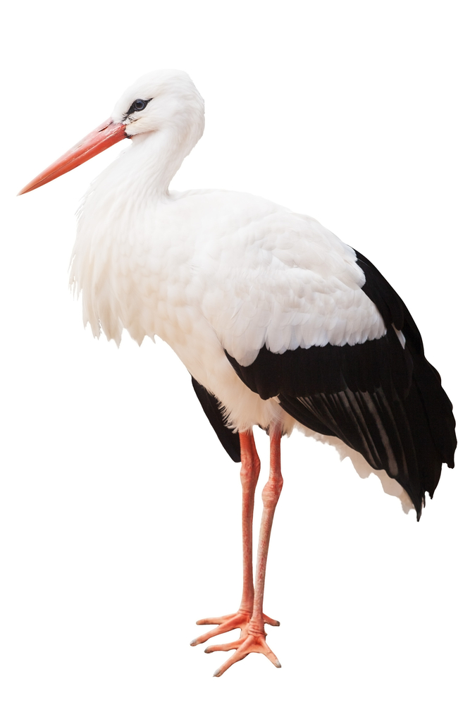 Detail Images Of Stork Nomer 37