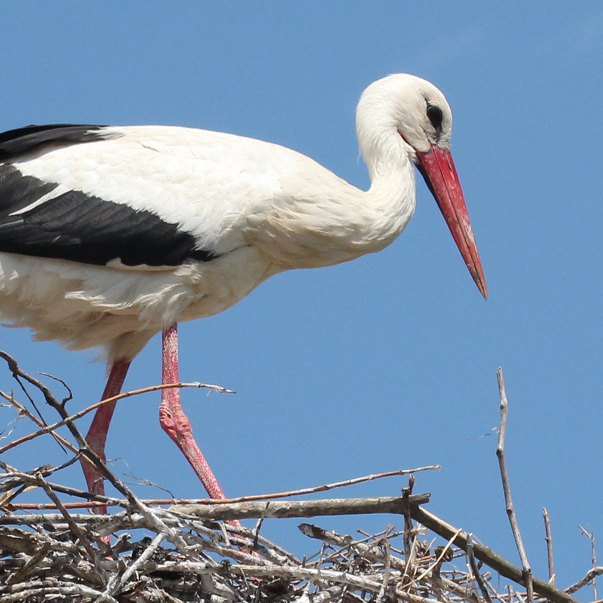 Detail Images Of Stork Nomer 38