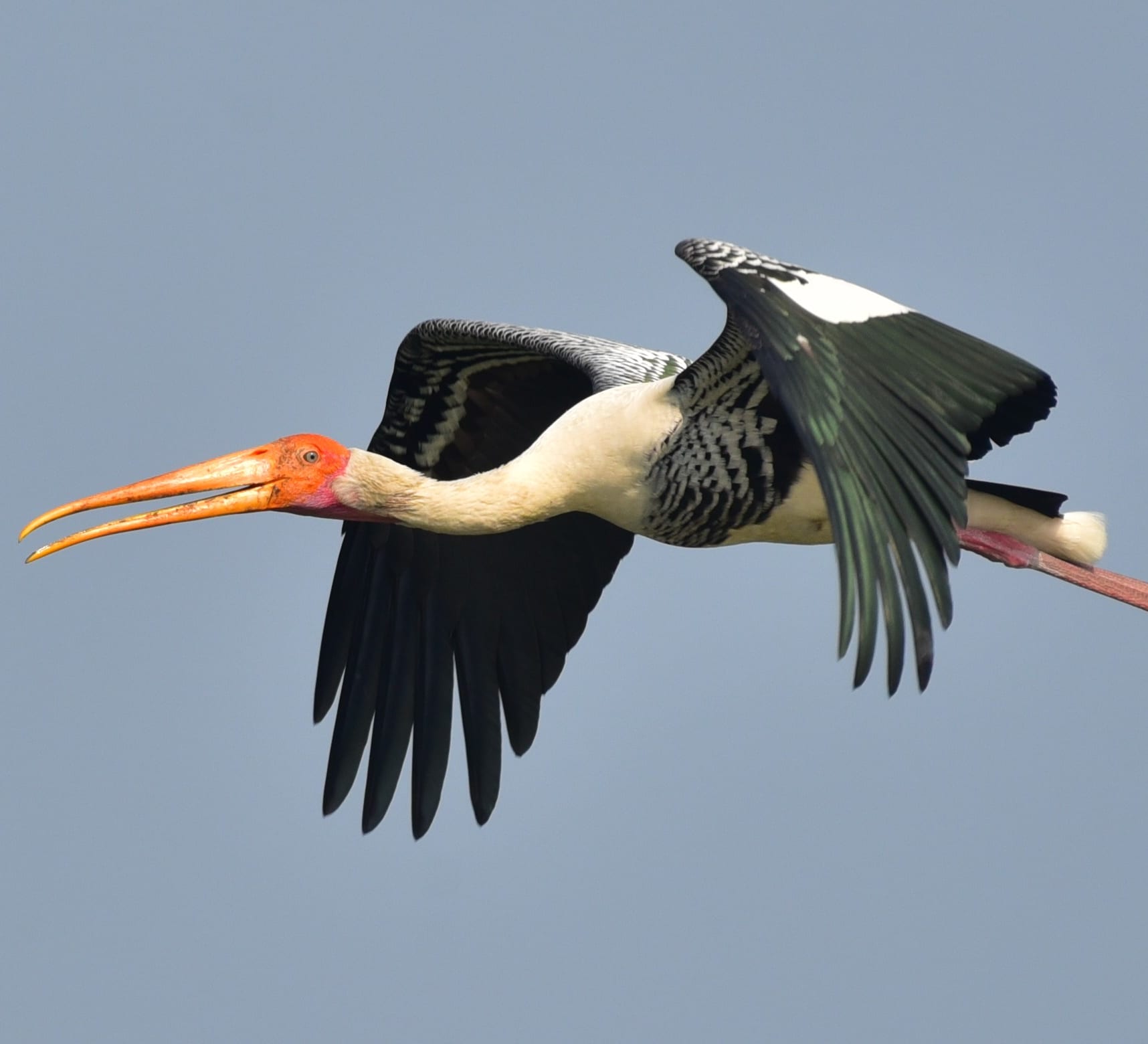 Detail Images Of Stork Nomer 55