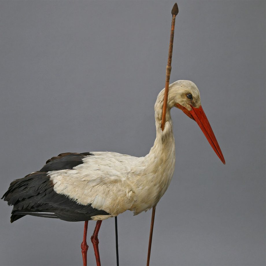 Detail Images Of Stork Nomer 8