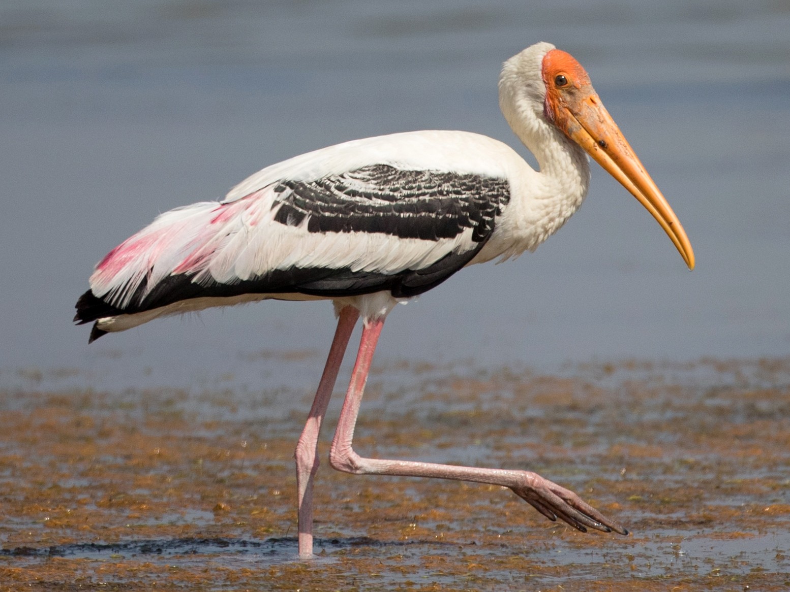 Detail Images Of Storks Nomer 10