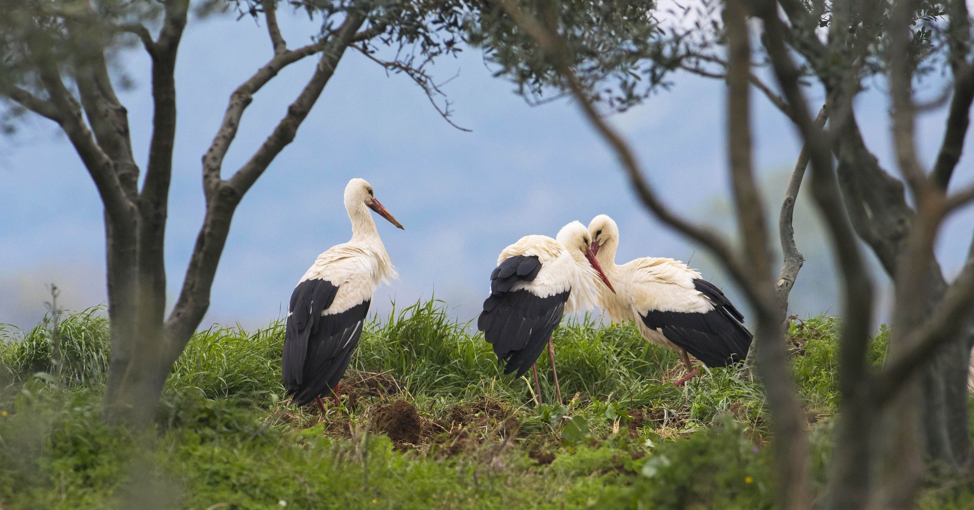 Detail Images Of Storks Nomer 13