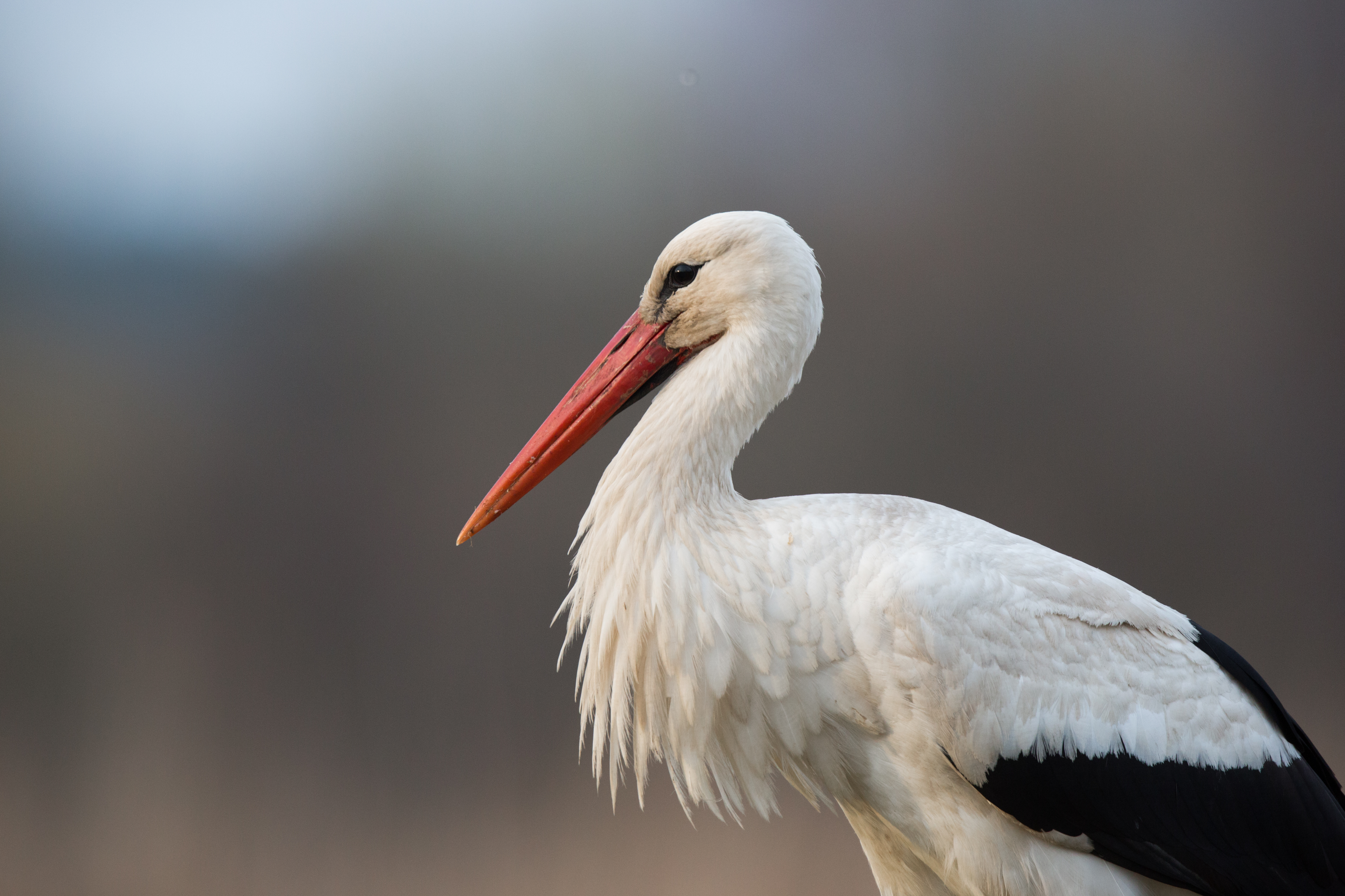 Detail Images Of Storks Nomer 16