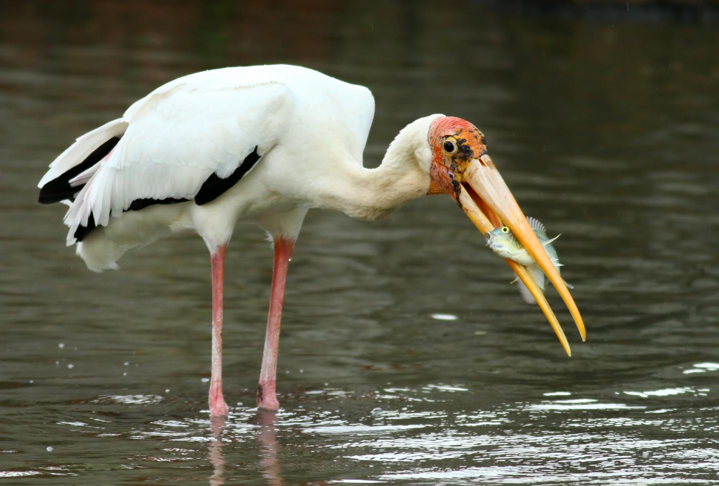 Detail Images Of Storks Nomer 20