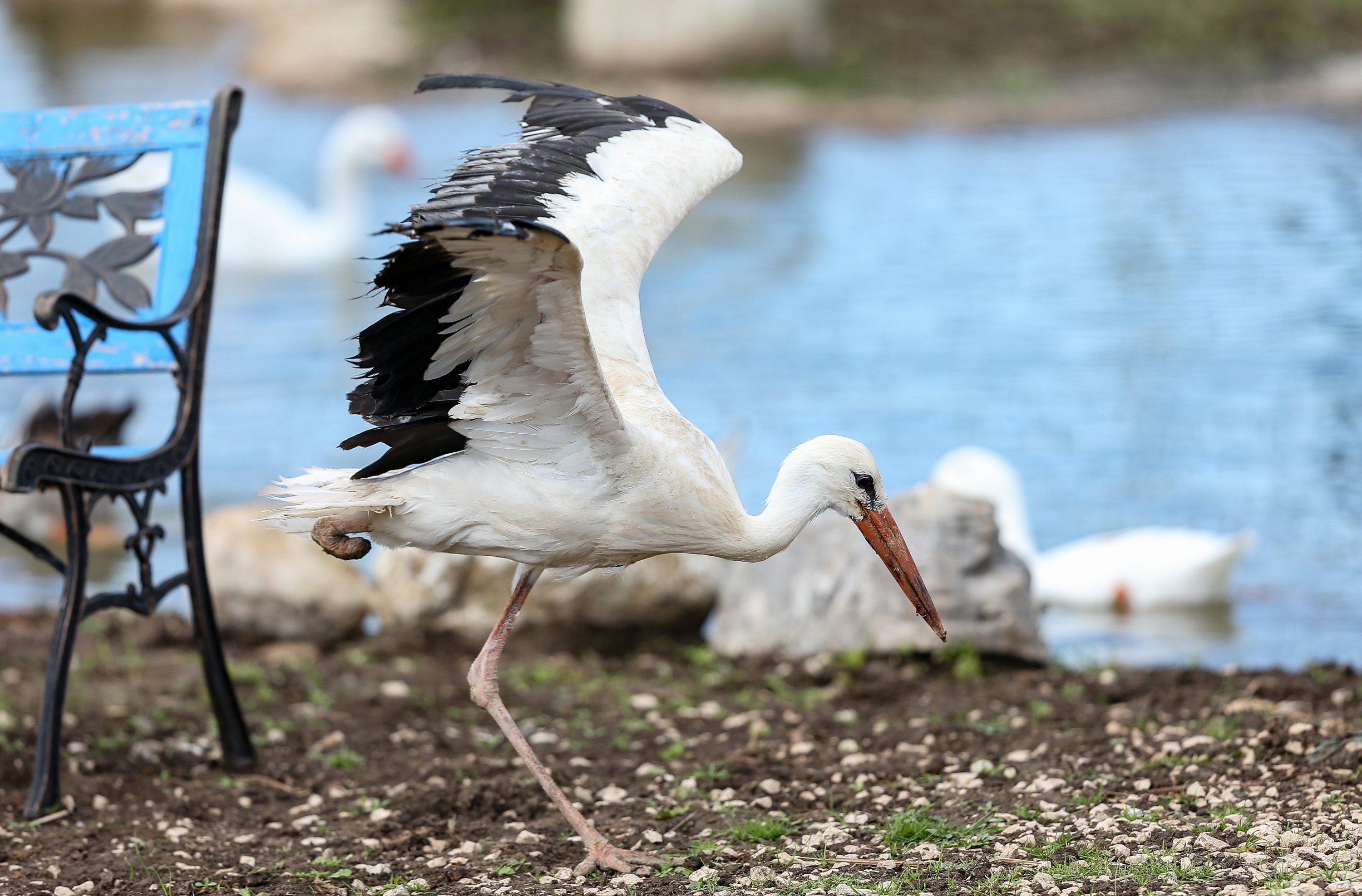 Detail Images Of Storks Nomer 21