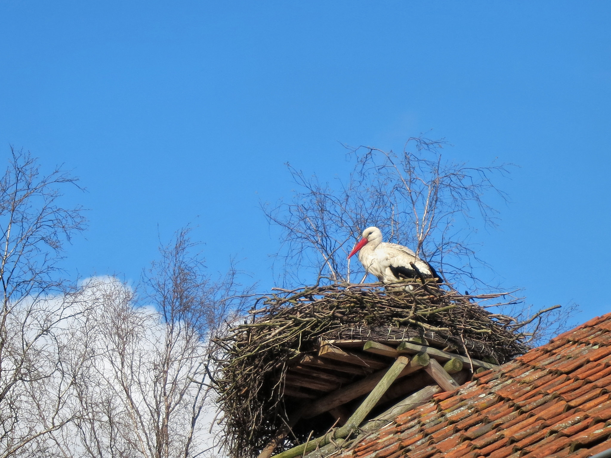 Detail Images Of Storks Nomer 34