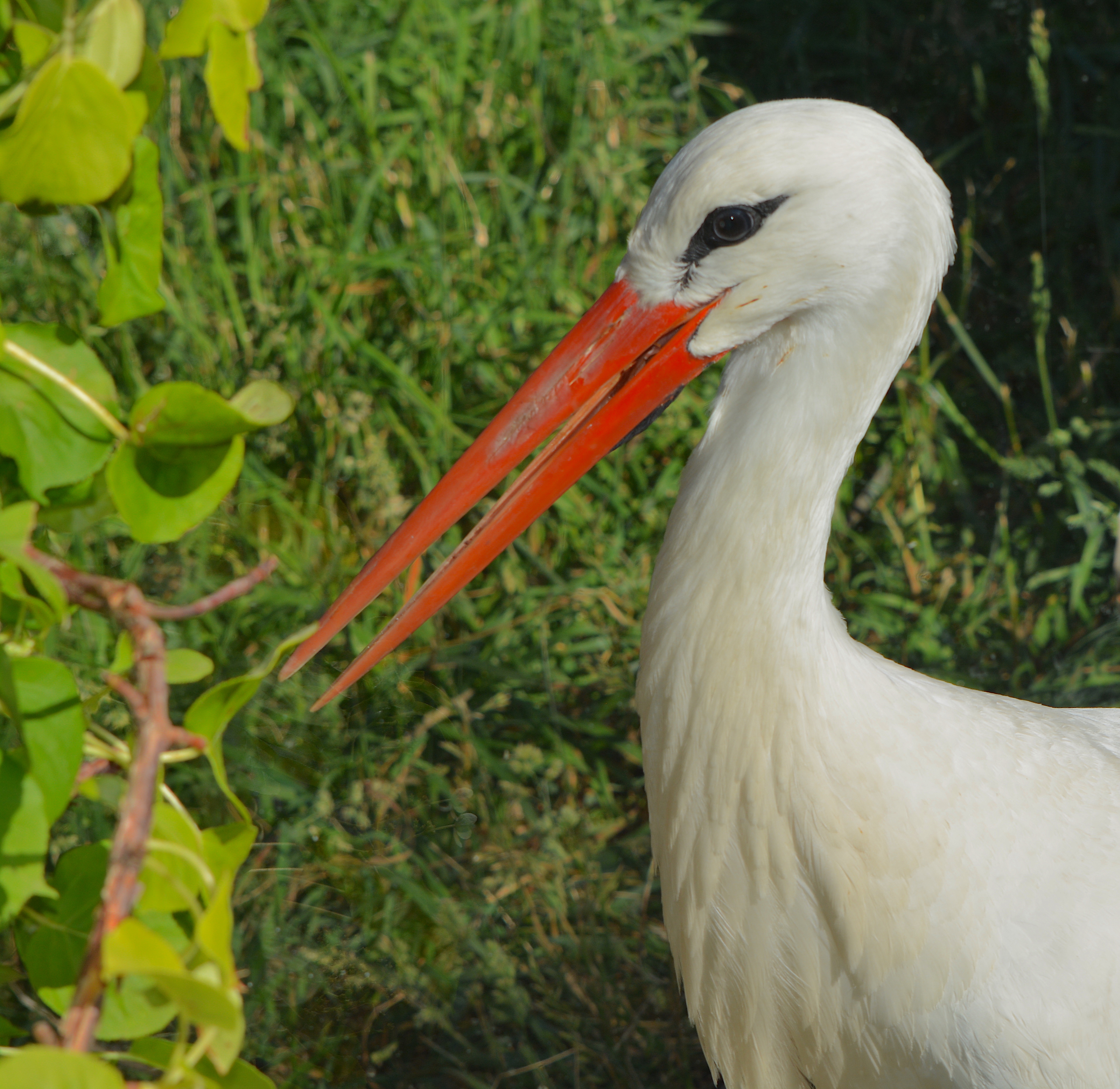 Detail Images Of Storks Nomer 5