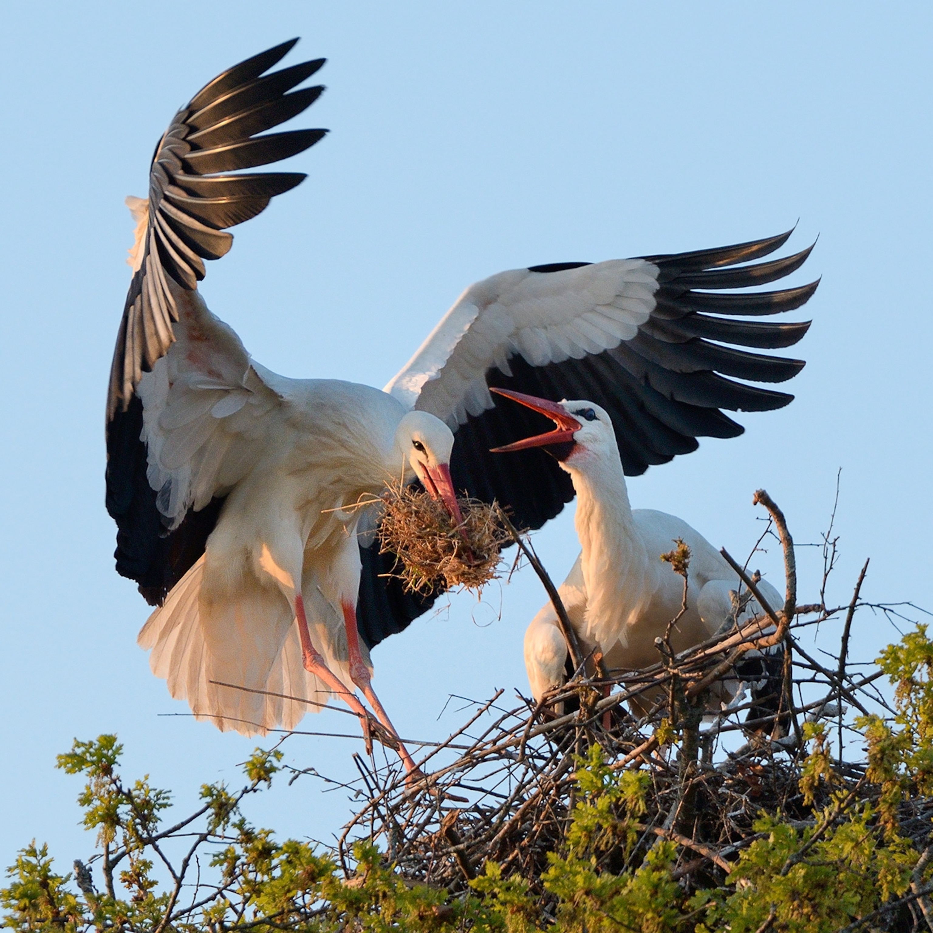 Detail Images Of Storks Nomer 38