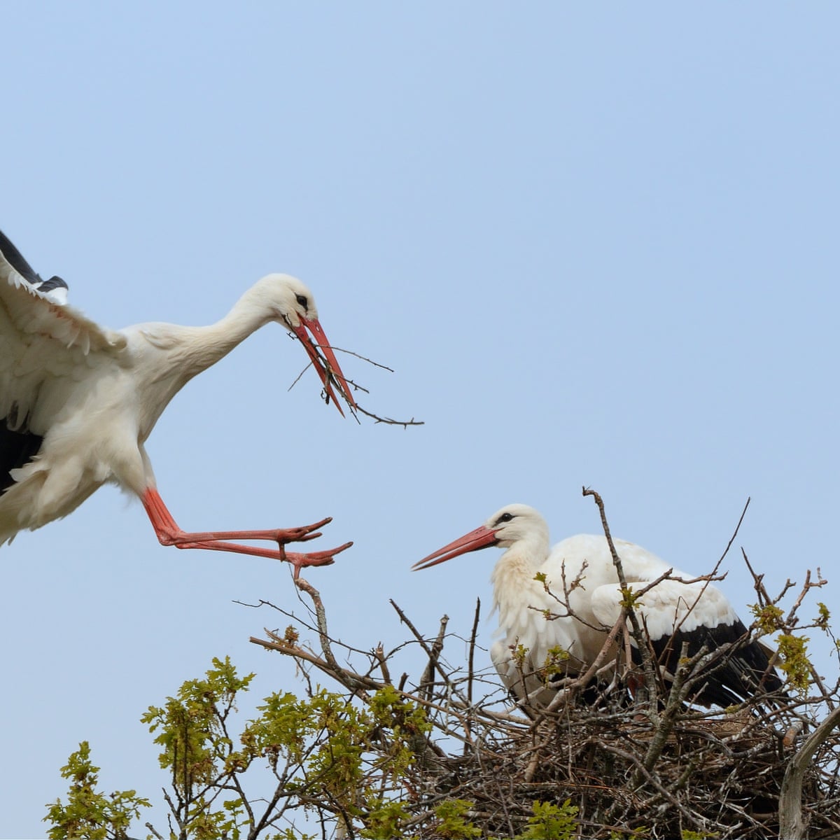Detail Images Of Storks Nomer 39