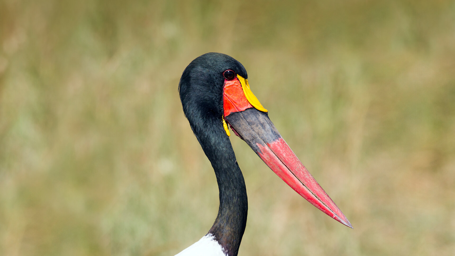 Detail Images Of Storks Nomer 41