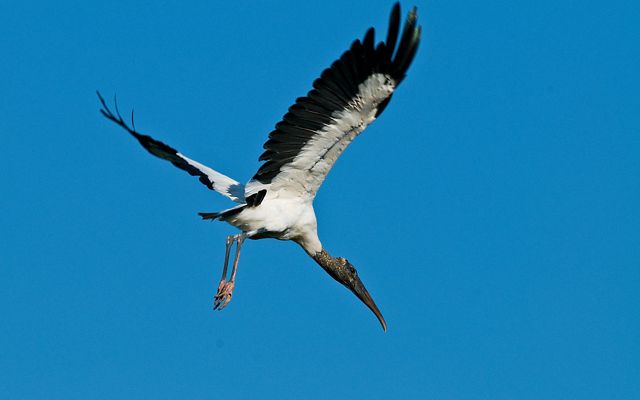 Detail Images Of Storks Nomer 46