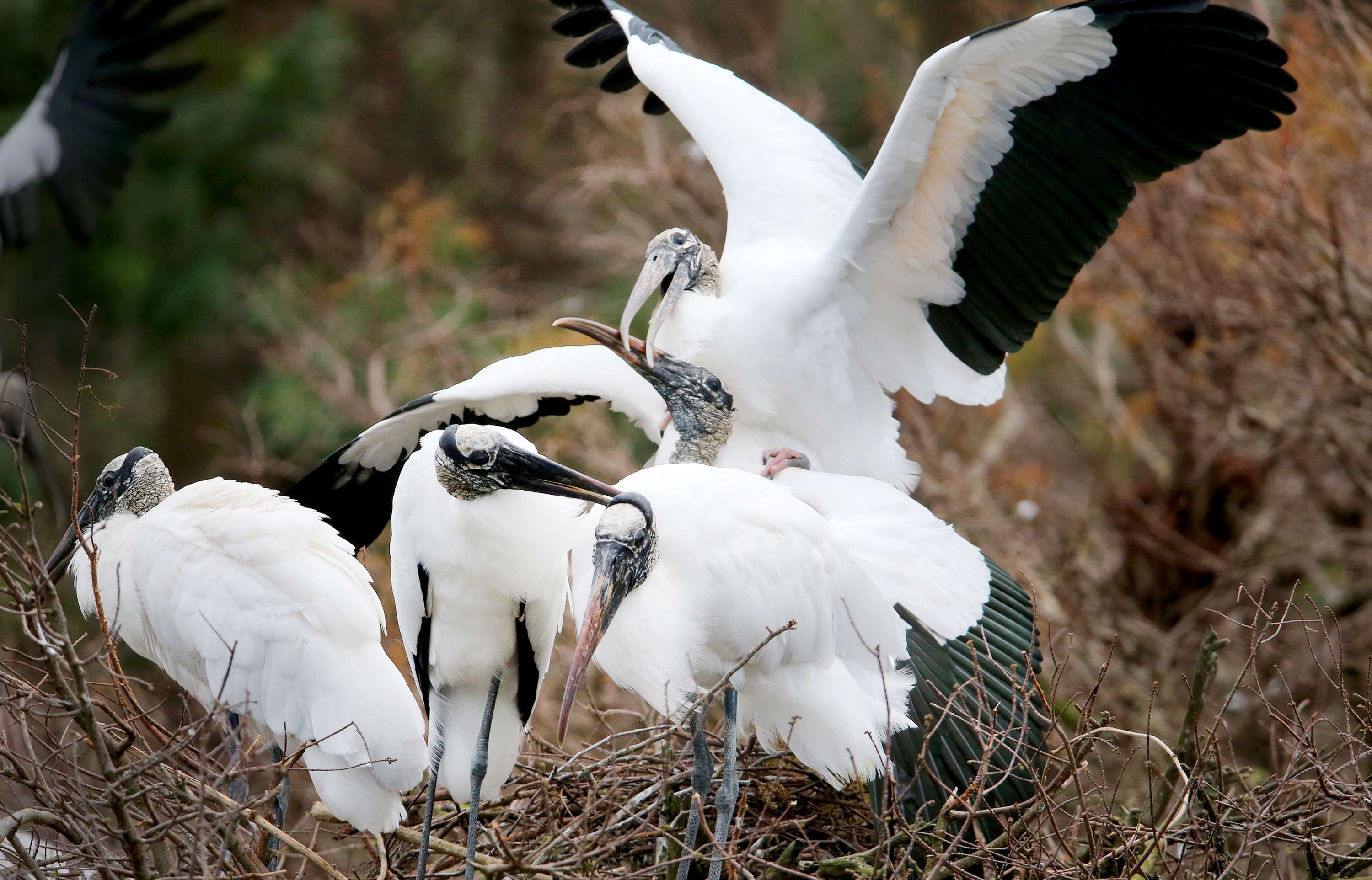 Detail Images Of Storks Nomer 47