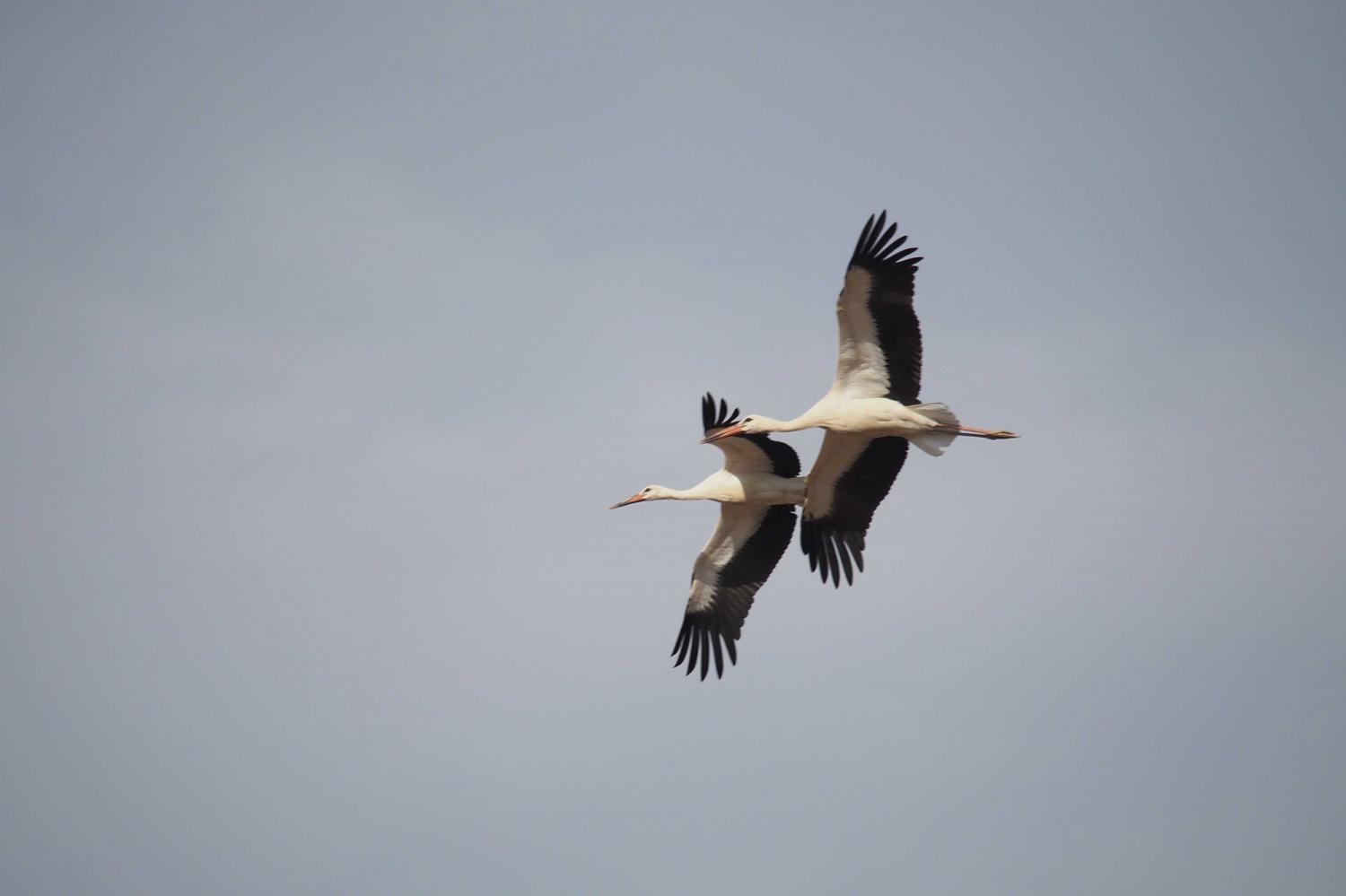 Detail Images Of Storks Nomer 51