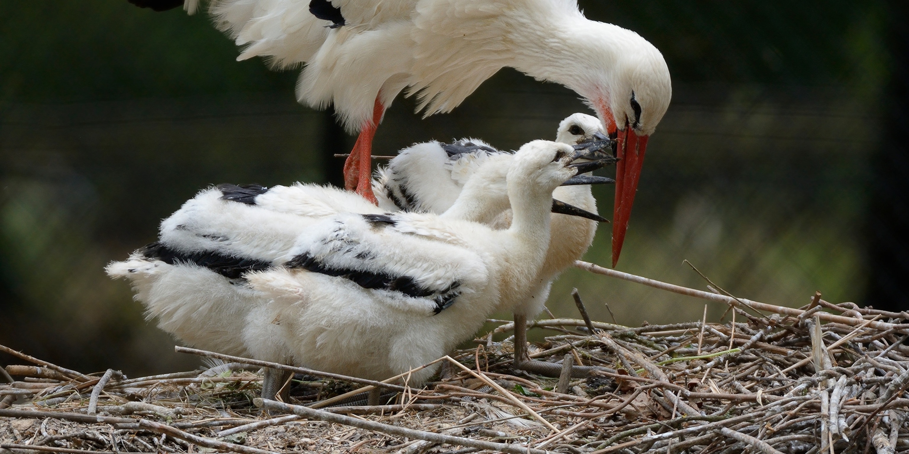 Detail Images Of Storks Nomer 55