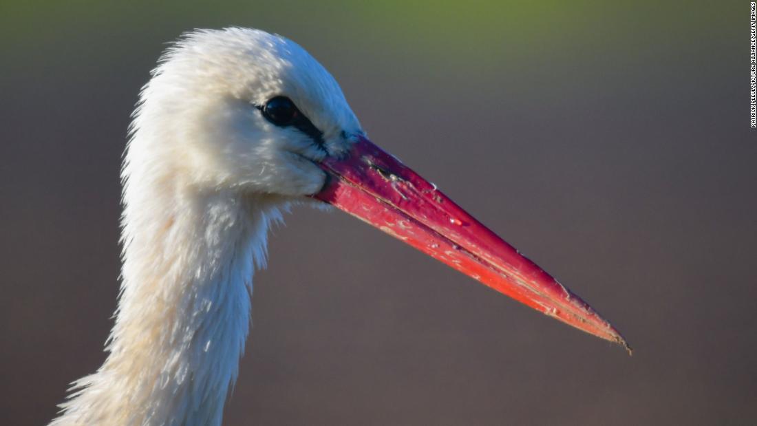 Detail Images Of Storks Nomer 8