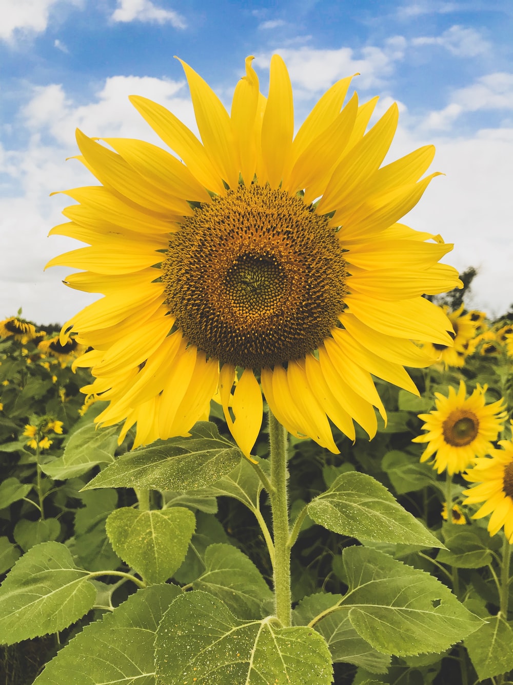 Detail Images Of Sun Flowers Nomer 13