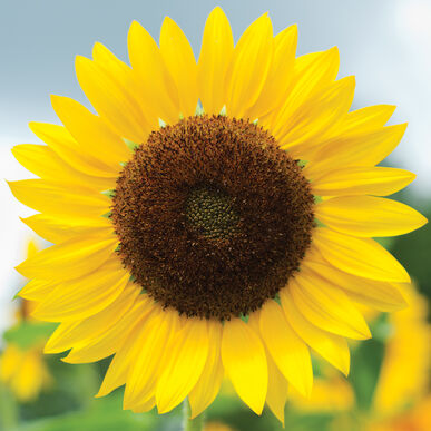 Detail Images Of Sun Flowers Nomer 21