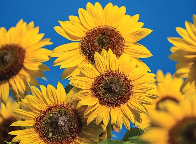 Detail Images Of Sun Flowers Nomer 24