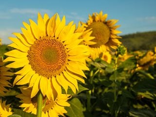 Detail Images Of Sun Flowers Nomer 25