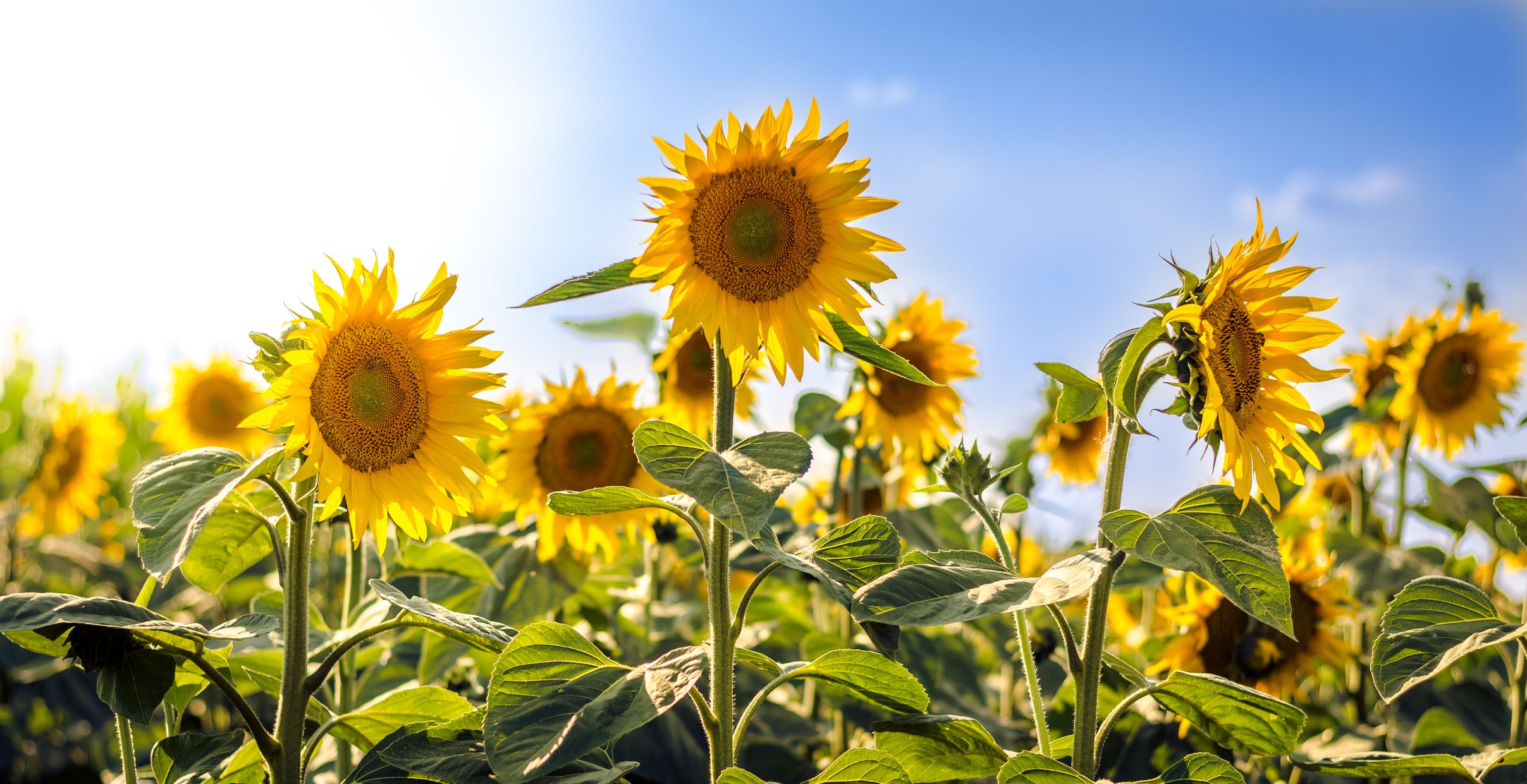 Detail Images Of Sun Flowers Nomer 28