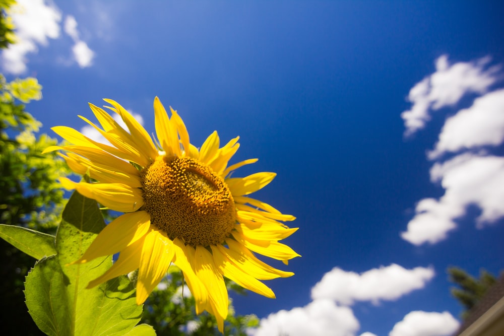 Detail Images Of Sun Flowers Nomer 43