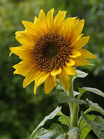 Detail Images Of Sunflower Nomer 4