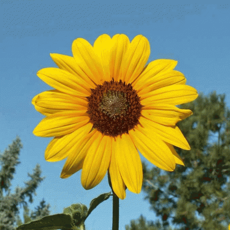 Detail Images Of Sunflower Nomer 48
