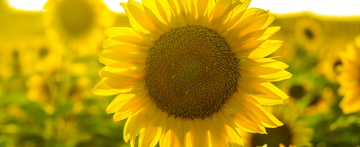 Detail Images Of Sunflower Nomer 49