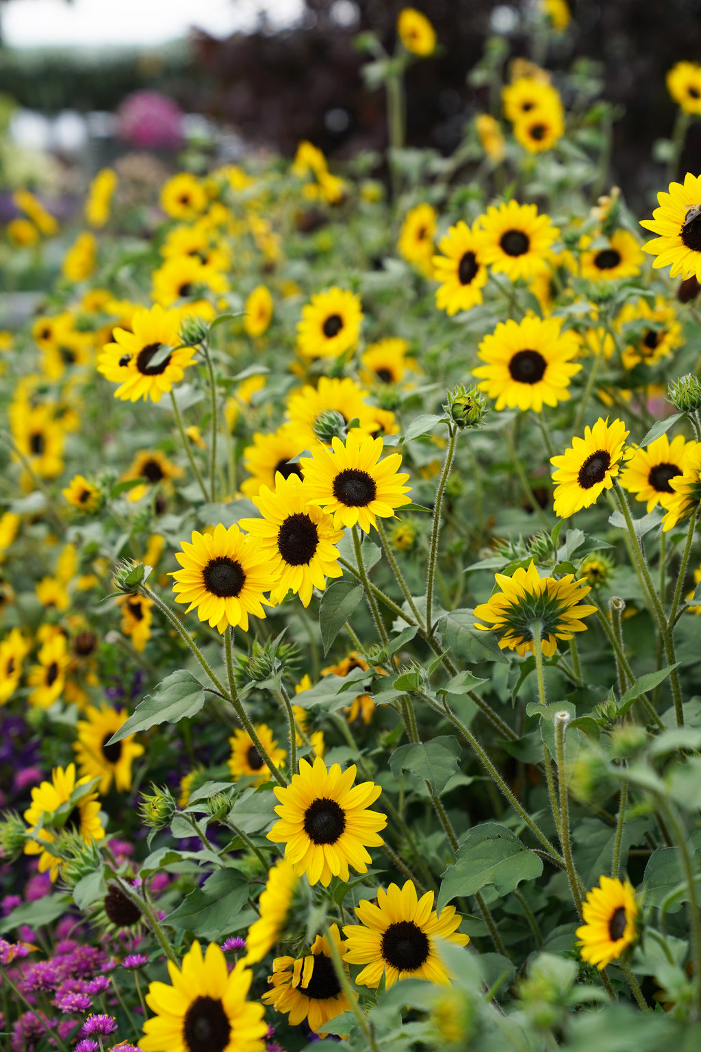 Detail Images Of Sunflowers Nomer 31