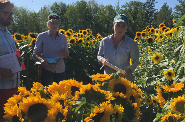 Detail Images Of Sunflowers Nomer 56