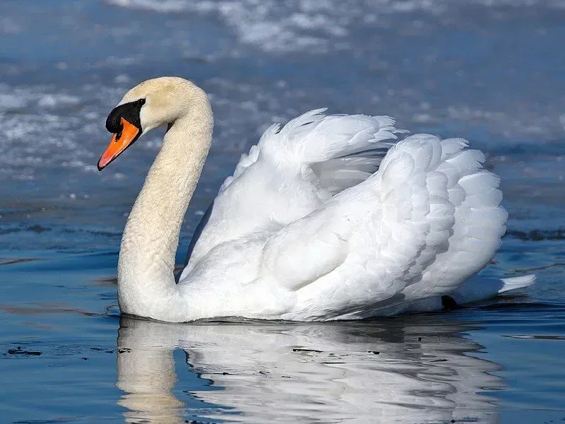 Detail Images Of Swans Nomer 31