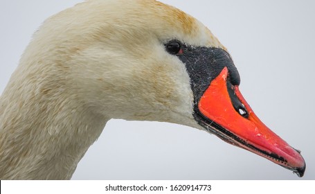 Detail Images Of Swans Nomer 43
