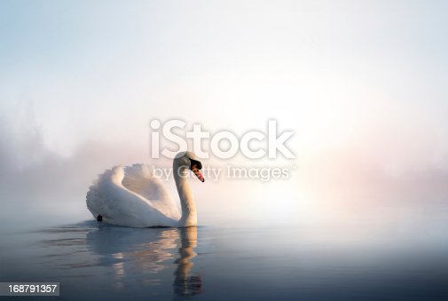 Detail Images Of Swans Nomer 48