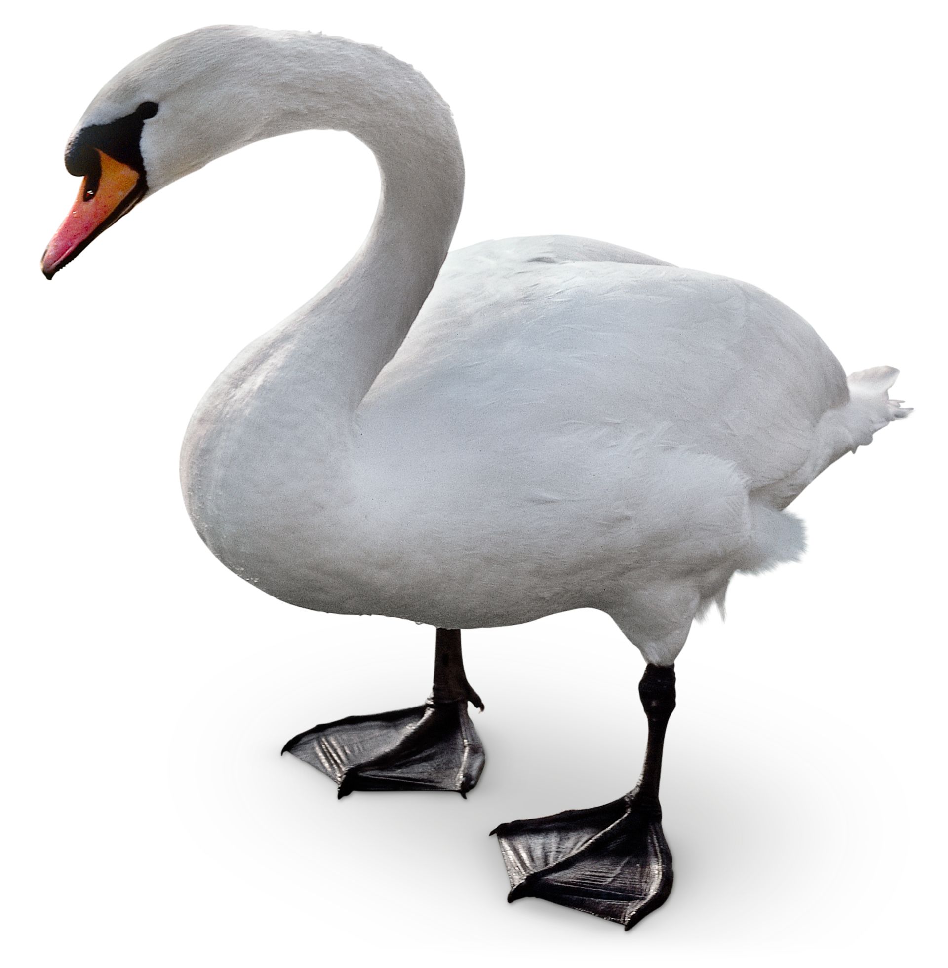 Detail Images Of Swans Nomer 9